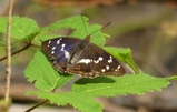 thumbnails/044-Lepidoptera, Nymphalidae, Apatura iris, Grosser Schillerfalter_2020_07_31--11-25-34.jpeg.small.jpeg
