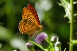 thumbnails/054-Lepidoptera, Nymphalidae, Argynnis paphia, Kaisermantel_2019_07_17--10-01-37.jpeg.small.jpeg
