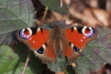 thumbnails/061-Lepidoptera, Nymphalidae, Inachis io, Tagpfauenauge_2019_04_17--13-06-02.jpeg.small.jpeg