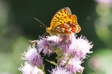 thumbnails/067-Lepidoptera, Nymphalidae, Issoria lathonia, kleiner Perlmutterfalter_2018_07_01--13-03-46.jpeg.small.jpeg