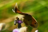 thumbnails/081-Lepidoptera, Nymphalidae, Manjola jurtina, Grosses Ochsenauge flieht vor Biene_2022_07_14--10-24-27.jpeg.small.jpeg