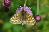 thumbnails/084-Lepidoptera, Nymphalidae, Melitea diamina_2012_08_12--11-22-41.jpeg.small.jpeg