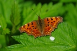 thumbnails/087-Lepidoptera, Nymphalidae, Polygonia c-album, C-Falter_2009_04_26--12-25-34.jpeg.small.jpeg