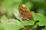 thumbnails/088-Lepidoptera, Nymphalidae, Polygonia c-album, C-Falter_2017_07_31--17-18-21.jpeg.small.jpeg