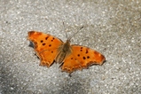 thumbnails/092-Lepidoptera, Nymphalidae, Polygonia egea, Gelber C-Falter_2017_06_25--10-58-48.jpeg.small.jpeg