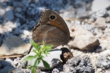 thumbnails/094-Lepidoptera, Nymphalidae, Satyrus ferula_2017_06_20--11-23-42.jpeg.small.jpeg