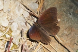 thumbnails/095-Lepidoptera, Nymphalidae, Satyrus ferula_2017_06_21--08-56-18.jpeg.small.jpeg