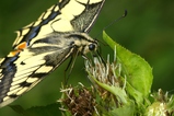 thumbnails/105-Lepidoptera, Papilionidae, Papilio machaon, Schwalbenschwanz_2006_07_29--14-32-21.jpeg.small.jpeg