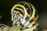 thumbnails/107-Lepidoptera, Papilionidae, Papilio machaon, Schwalbenschwanz, Larve_2008_07_30--09-23-53.jpeg.small.jpeg