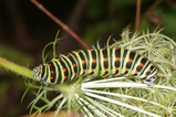thumbnails/108-Lepidoptera, Papilionidae, Papilio machaon, Schwalbenschwanz, Larve_2008_07_30--09-24-55.jpeg.small.jpeg