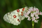 thumbnails/109-Lepidoptera, Papilionidae, Parnassius apollo, Apollofalter_2010_06_28--05-15-28.jpeg.small.jpeg