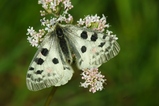 thumbnails/110-Lepidoptera, Papilionidae, Parnassius apollo, Apollofalter_2010_06_28--06-19-19.jpeg.small.jpeg