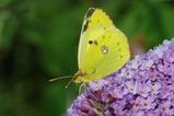 thumbnails/118-Lepidoptera, Pieridae, Colias_2012_08_18--11-01-57.jpeg.small.jpeg