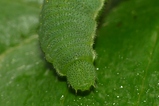 thumbnails/124-Lepidoptera, Pieridae, Gonepteryx rhamni, Zitronenfalter, Larve_2022_06_01--08-40-04.jpeg.small.jpeg