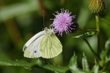 thumbnails/131-Lepidoptera, Pieridae, Pieris napi, Rapsweissling_2019_07_17--10-04-58.jpeg.small.jpeg