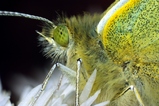 thumbnails/132-Lepidoptera, Pieridae, Pieris rapae, Kleiner Kohlweissling_2009_04_06--14-21-27.jpeg.small.jpeg