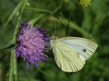 thumbnails/136-Lepidoptera, Pieridae, Pieris rapae, Rapsweissling_2015_07_11--10-40-36.jpeg.small.jpeg