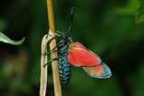 thumbnails/150-Lepidoptera, Zygaenidae,_2013_07_31--07-57-44.jpeg.small.jpeg