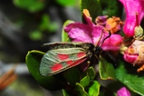 thumbnails/151-Lepidoptera, Zygaenidae, Zygaena exulans_2013_07_27--08-11-59.jpeg.small.jpeg