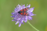 thumbnails/152-Lepidoptera, Zygaenidae, Zygaena filipendulae_2017_08_15--11-19-44.jpeg.small.jpeg