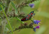thumbnails/153-Lepidoptera, Zygaenidae, Zygaena filipendulae, Paarung_2013_07_25--10-29-12.jpeg.small.jpeg