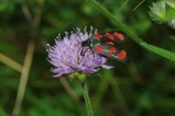 thumbnails/154-Lepidoptera, Zygaenidae, Zygaena loti_2012_08_18--10-41-41.jpeg.small.jpeg