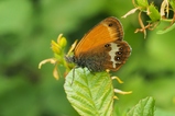 thumbnails/155-Lepidotera, Nymphalidae, Coenonympha arcania, Weissbindiges Wiesenvoegelchen_2017_06_24--09-32-45.jpeg.small.jpeg