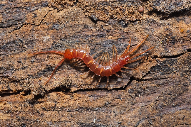 ../previews/006-Chilopoda, Lithobiidae, Lithobius_2018_10_26--11-05-14.jpeg.medium.jpeg