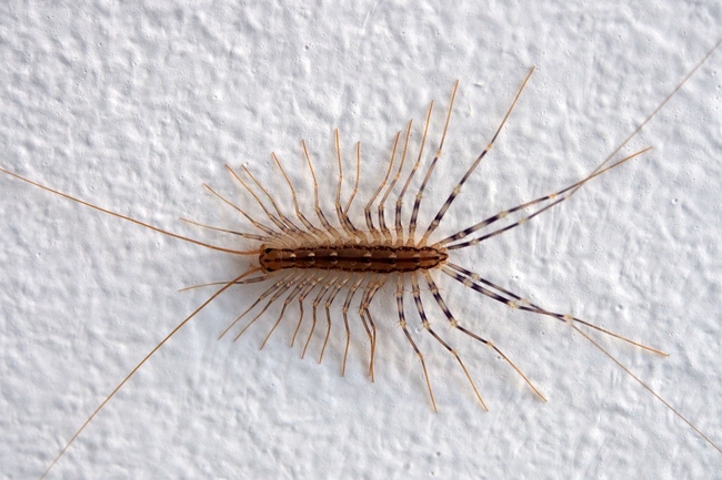 ../previews/007-Chilopoda, Scutigeridae, Scutigera coleoptrata, Spinnenlaeufer_2016_06_04--06-13-13.jpeg.medium.jpeg