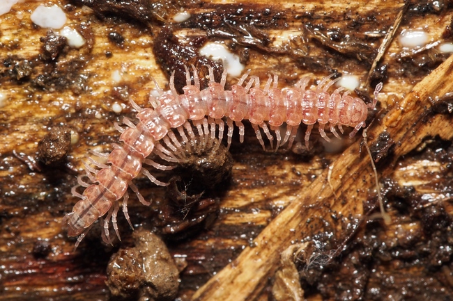 ../previews/013-Polydesmida, Bandfuesser_2017_11_21--12-55-04.jpeg.medium.jpeg