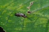 thumbnails/004-Collembola,_2012_10_05--11-08-14.jpeg.small.jpeg