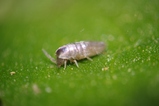 thumbnails/005-Collembola,_2014_04_04--16-15-36.jpeg.small.jpeg
