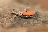 thumbnails/006-Collembola,_2018_04_12--10-54-22.jpeg.small.jpeg