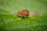 thumbnails/007-Collembola, Dicyrtomidae, Dicyrtomina, Kugelspringer_2014_04_04--16-07-41.jpeg.small.jpeg