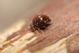 thumbnails/008-Collembola, Dicyrtomidae, Dicyrtomina, Kugelspringer_2014_07_07--10-37-46.jpeg.small.jpeg