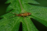 thumbnails/009-Collembola, Entomobryidae, Orchesella_2010_05_08--13-26-27.jpeg.small.jpeg