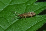 thumbnails/010-Collembola, Entomobryidae, Orchesella_2011_06_03--09-15-19.jpeg.small.jpeg