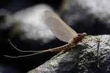thumbnails/015-Ephemoptera,_2013_02_17--15-39-43.jpeg.small.jpeg