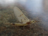 thumbnails/016-Ephemoptera,_2013_07_30--12-20-57.jpeg.small.jpeg