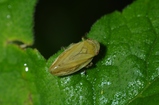 thumbnails/034-Homoptera,_2014_05_31--06-59-53.jpeg.small.jpeg