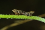 thumbnails/035-Homoptera, Aphrophoridae, Aphrophora alni, Erlenschaumzikade, Paarung_2013_07_31--08-08-42.jpeg.small.jpeg