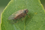 thumbnails/042-Homoptera, Cicadellidae,_2017_06_24--09-04-52.jpeg.small.jpeg