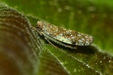 thumbnails/043-Homoptera, Cicadellidae,_2022_08_18--09-34-12.jpeg.small.jpeg