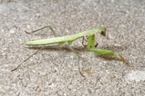 thumbnails/059-Mantodea, Mantidae, Jungtier_2017_06_24--21-35-14.jpeg.small.jpeg