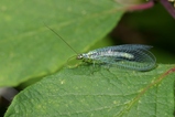thumbnails/065-Planipennia, Chrysopidae, Chrysopa_2005_05_28--08-51-05.jpeg.small.jpeg