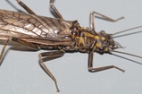 thumbnails/071-Plecoptera,_2014_04_21--13-06-33.jpeg.small.jpeg