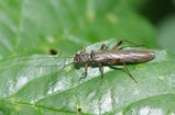 thumbnails/072-Plecoptera,_2014_08_22--14-42-53.jpeg.small.jpeg