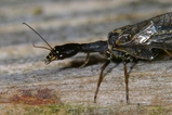 thumbnails/074-Raphidioptera,_2008_06_09--15-41-26.jpeg.small.jpeg