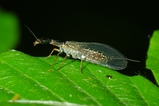 thumbnails/075-Raphidioptera,_2010_05_25--08-36-13.jpeg.small.jpeg