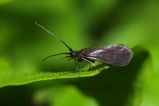 thumbnails/076-Trichoptera,_2011_06_20--10-21-26.jpeg.small.jpeg